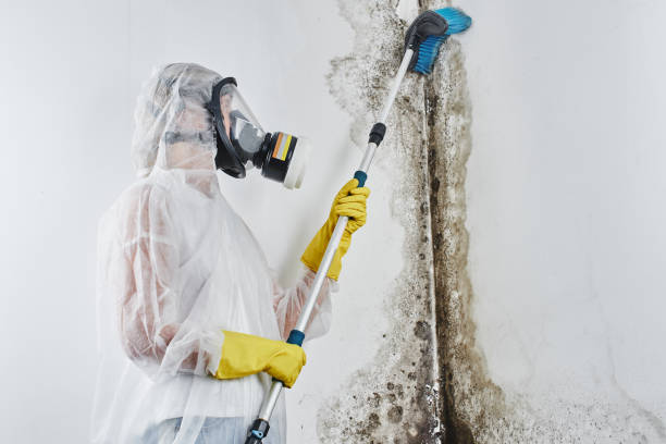 Best Fast Mold Removal  in Orange Cove, CA