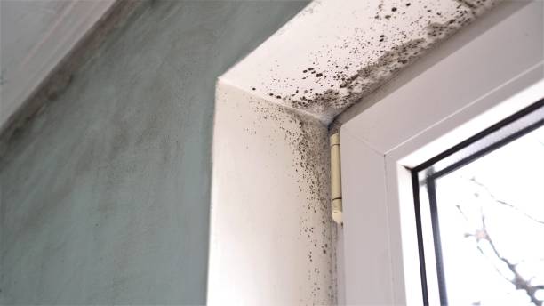 Best Same-Day Mold Removal  in Orange Cove, CA