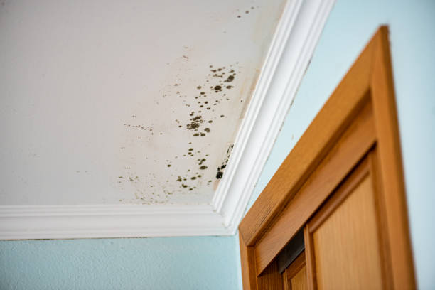 Best Office Mold Removal Services  in Orange Cove, CA