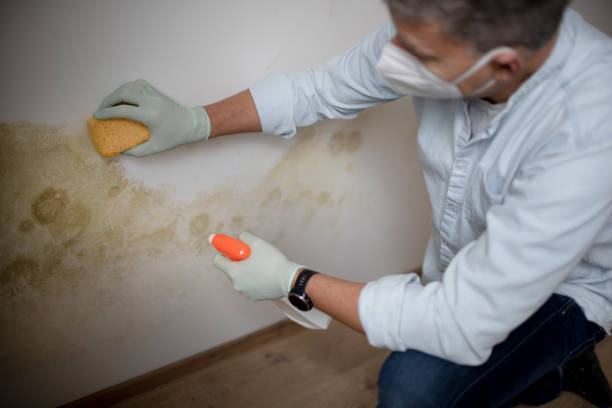 Best Residential Mold Removal  in Orange Cove, CA