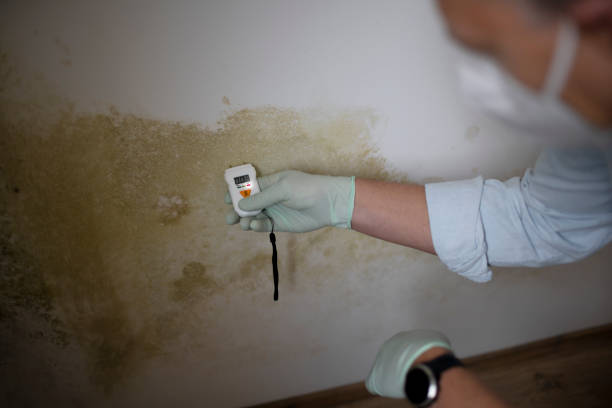 Certified Mold Removal in Orange Cove, CA