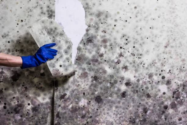Best Black Mold Removal  in Orange Cove, CA