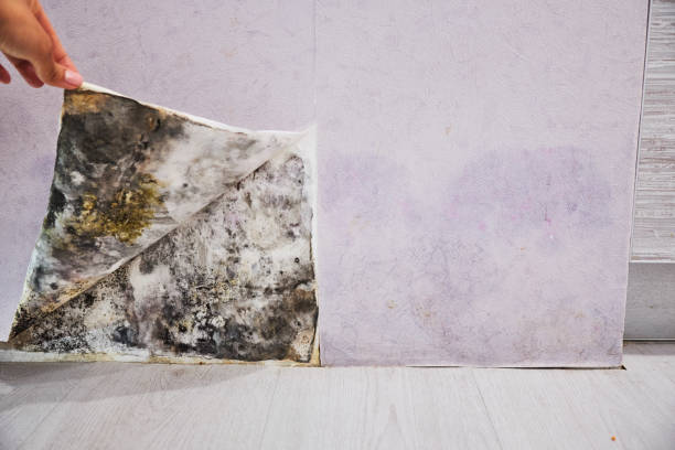 Best Home Mold Removal  in Orange Cove, CA